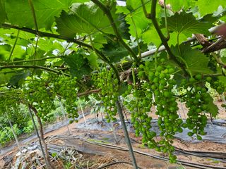 정일선님의 포도 · 영농일지 작성글 사진