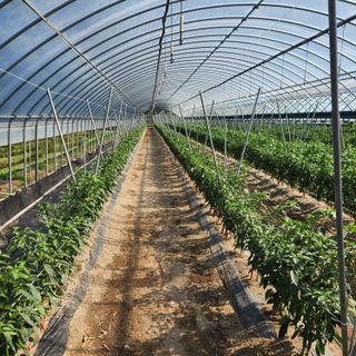 유원준님의 고추 · 영농일지 작성글 사진