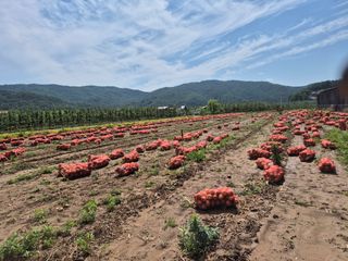 손용님의 기타작물 · 영농일지 작성글 사진