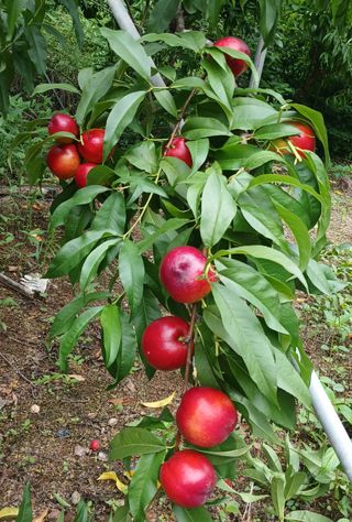 감자18239님의 기타작물 · 영농일지 작성글 사진