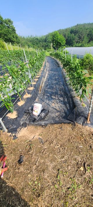 조희경님의 기타작물 · 영농일지 작성글 사진