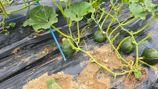 박해용(세건농장)님의 호박 · 영농일지 작성글 사진