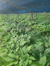 팜모닝 기타작물·영농일지 게시글 이미지