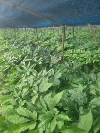 박래문님의 기타작물 · 영농일지 작성글 사진