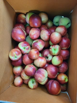 귤8640님의 기타작물 · 영농일지 작성글 사진