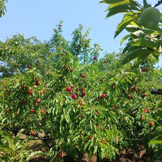 감자18239님의 기타작물 · 영농일지 작성글 사진