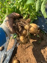 팜모닝 감자·영농일지 게시글 이미지