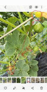 팜모닝 호박·영농일지 게시글 이미지