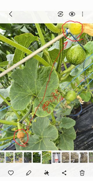 박해용(세건농장)님의 호박 · 영농일지 작성글 사진