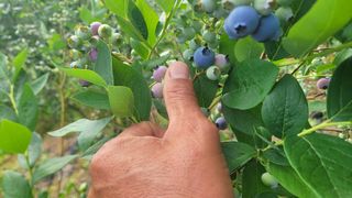 여우내 이순홍님의 블루베리 · 영농일지 작성글 사진