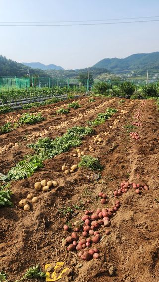고명옥님의 감자 · 영농일지 작성글 사진
