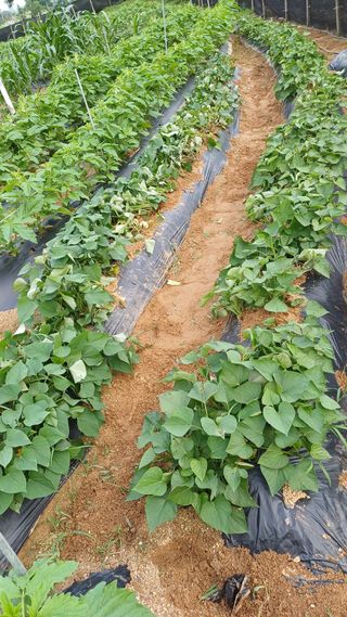 박순덕님의 콩 · 영농일지 작성글 사진