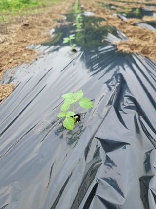 김용민님의 들깨 · 영농일지 작성글 사진