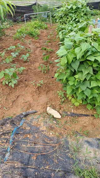 박순덕님의 콩 · 영농일지 작성글 사진