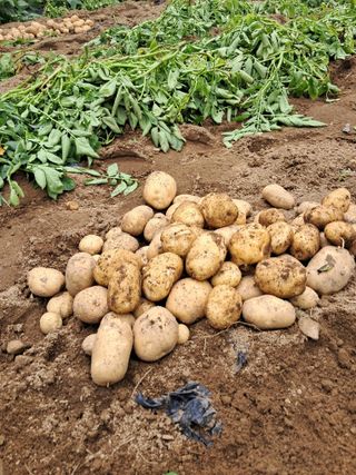 류남열님의 기타작물 · 영농일지 작성글 사진