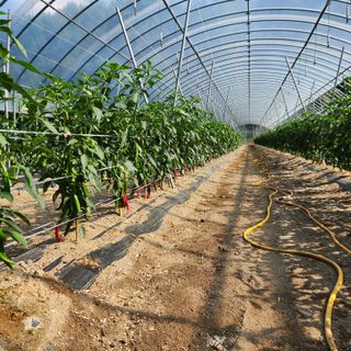 유원준님의 고추 · 영농일지 작성글 사진