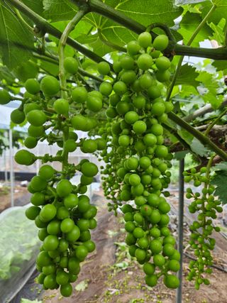 정일선님의 포도 · 영농일지 작성글 사진