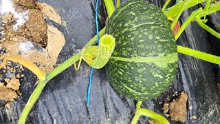 박해용(세건농장)님의 호박 · 영농일지 작성글 사진