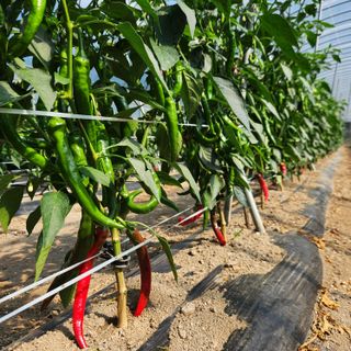 유원준님의 고추 · 영농일지 작성글 사진
