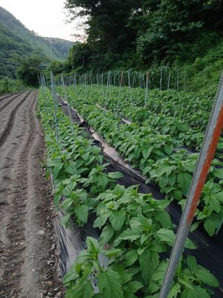 이종득님의 기타작물 · 영농일지 작성글 사진