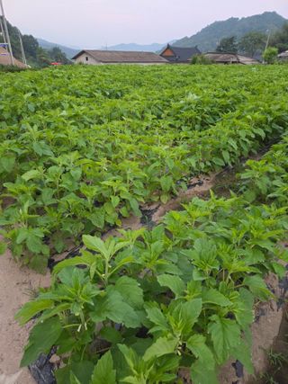 친환경아줌아님의 참깨 · 영농일지 작성글 사진