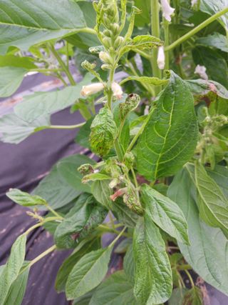 곱슬이네님의 기타작물 · 영농일지 작성글 사진