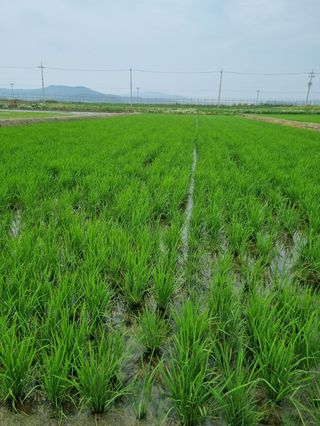 곰새끼님의 벼 · 영농일지 작성글 사진