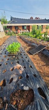 팜모닝 기타작물·영농일지 게시글 이미지