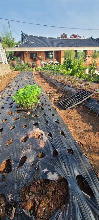 조희경님의 기타작물 · 영농일지 작성글 사진