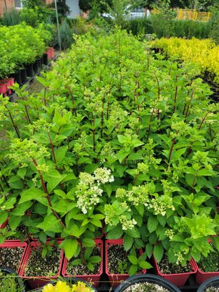 이선미님의 기타작물 · 영농일지 작성글 사진