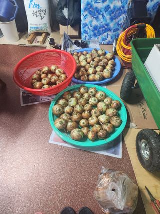 김주해님의 양파 · 영농일지 작성글 사진