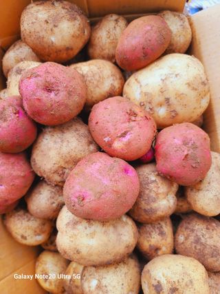 강산애님의 감자 · 영농일지 작성글 사진