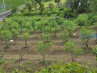 공주유구 구계박만호님의 기타작물 · 영농일지 작성글 사진