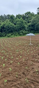 팜모닝 기타작물·영농일지 게시글 이미지