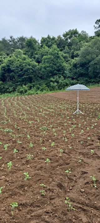 까망돌1988님의 기타작물 · 영농일지 작성글 사진