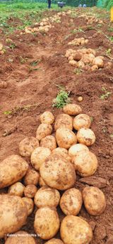 팜모닝 감자·영농일지 게시글 이미지