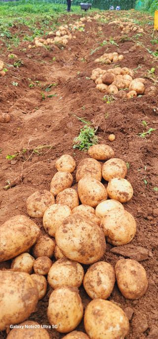 강산애님의 감자 · 영농일지 작성글 사진