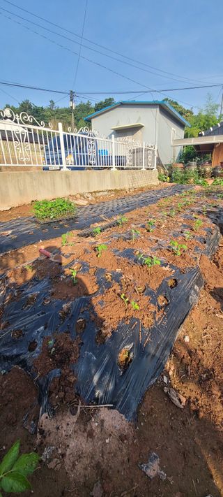 조희경님의 기타작물 · 영농일지 작성글 사진