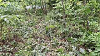 수기님의 두릅 · 영농일지 작성글 사진