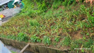 삼신령님의 들깨 · 영농일지 작성글 사진