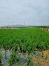 팜모닝 벼·영농일지 게시글 이미지