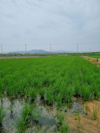 곰새끼님의 벼 · 영농일지 작성글 사진