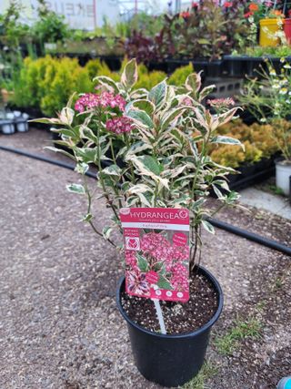 이선미님의 기타작물 · 영농일지 작성글 사진