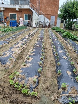 곰새끼님의 벼 · 영농일지 작성글 사진