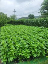 팜모닝 참깨·영농일지 게시글 이미지