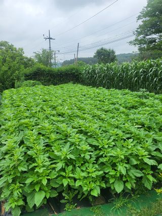늘찬님의 참깨 · 영농일지 작성글 사진