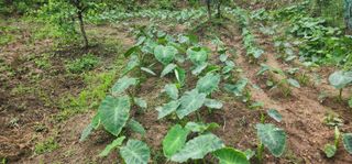 체리농원님의 양배추 · 영농일지 작성글 사진