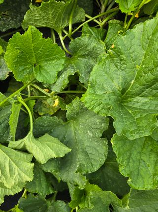 별장의텃밭농부님의 기타작물 · 영농일지 작성글 사진