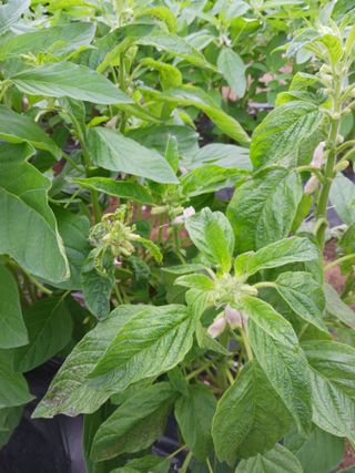 곱슬이네님의 기타작물 · 영농일지 작성글 사진