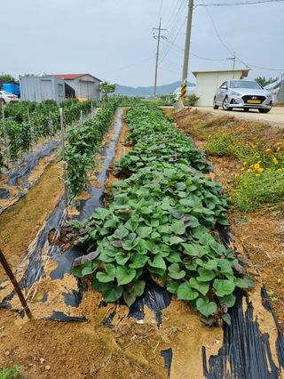 곰새끼님의 벼 · 영농일지 작성글 사진